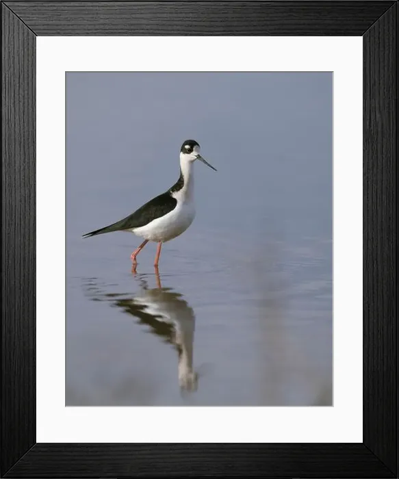 Framed Print : Black-necked Stilt (Himantopus mexicanus) Colusa County California USA Framed Print : Black-necked Stilt (Himantopus mexicanus) Colusa County California USA