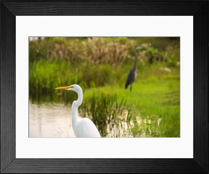 Framed Print : A White crane bird in Everglades National Park, Florida, United States Framed Print : A White crane bird in Everglades National Park, Florida, United States