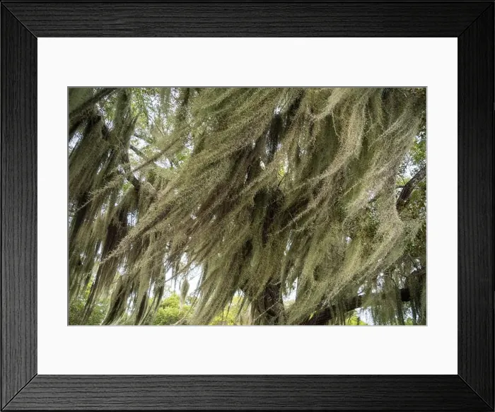 Framed Print : Some Spanish Moss Hanging from Trees in the Everglades National Park, Florida, USA Framed Print : Some Spanish Moss Hanging from Trees in the Everglades National Park, Florida, USA