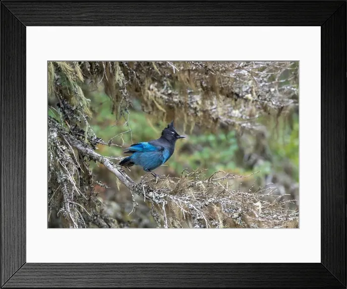 Framed Print : Stellers Jay, Cyanocitta stelleri, Glacier National Park, Montana, USA Framed Print : Stellers Jay, Cyanocitta stelleri, Glacier National Park, Montana, USA
