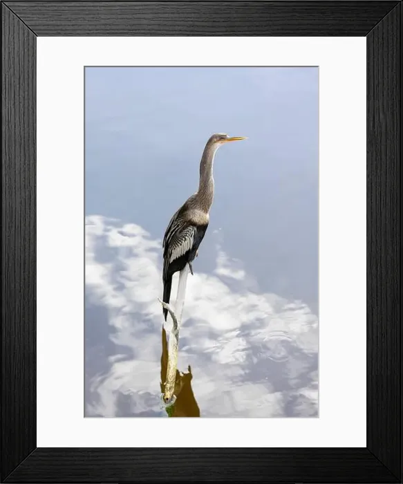 Framed Print : Anhinga, Anhinga anhinga, perched on a branch over water in South Carolina, USA Framed Print : Anhinga, Anhinga anhinga, perched on a branch over water in South Carolina, USA