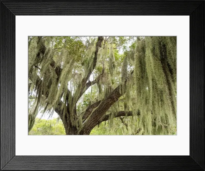Framed Print : Some Spanish Moss Hanging from Trees in the Everglades National Park, Florida, USA Framed Print : Some Spanish Moss Hanging from Trees in the Everglades National Park, Florida, USA