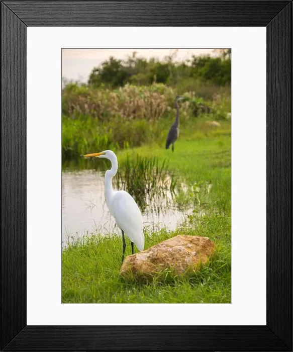 Framed Print : A White crane bird in Everglades National Park, Florida, United States Framed Print : A White crane bird in Everglades National Park, Florida, United States