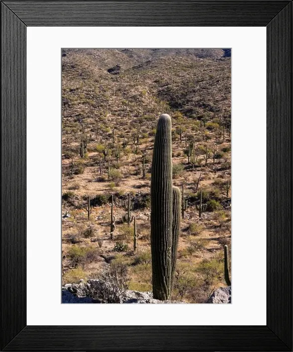 Framed Print : The majestic Saguaro cactus growing in the Sonoran Desert of Southern Arizona Framed Print : The majestic Saguaro cactus growing in the Sonoran Desert of Southern Arizona