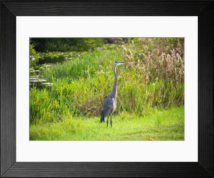 Framed Print : A Great Blue Heron Ardea herodias at Everglades National Park, Florida, United States Framed Print : A Great Blue Heron Ardea herodias at Everglades National Park, Florida, United States
