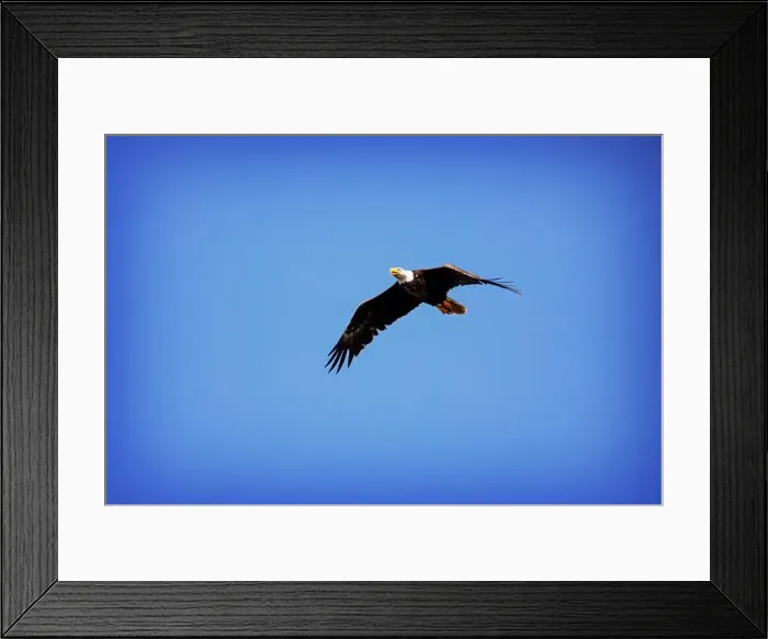Framed Print : A Bald Eagle (Haliaeetus leucocephalus) in flight over the Florida Everglades National park Framed Print : A Bald Eagle (Haliaeetus leucocephalus) in flight over the Florida Everglades National park