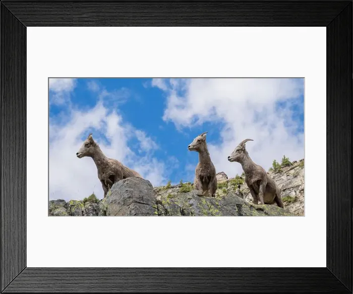 Framed Print : Big Horn Sheep, Glacier National Park, Montana, USA Framed Print : Big Horn Sheep, Glacier National Park, Montana, USA