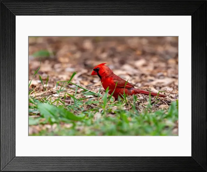 Framed Print : A red male northern cardinal on the ground in Northeast Indiana, USA Framed Print : A red male northern cardinal on the ground in Northeast Indiana, USA
