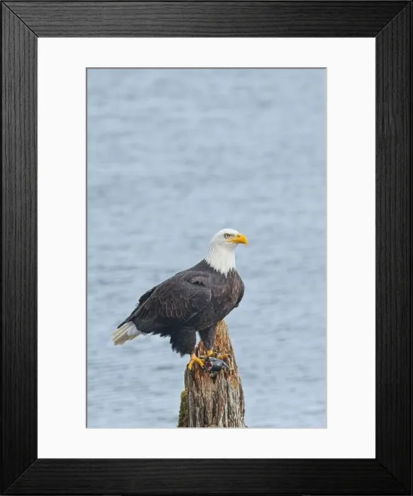 Framed Print : An american bald eagle is perched on a wood post with a fish in its talons by a lake in north Idaho Framed Print : An american bald eagle is perched on a wood post with a fish in its talons by a lake in north Idaho