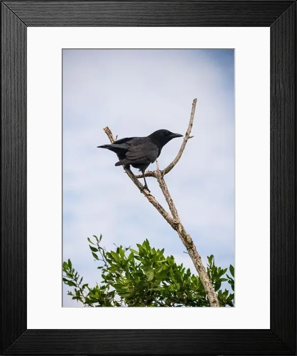 Framed Print : A Crow in a Tree, the Swamps of Everglades National Park, Florida, United States, USA Framed Print : A Crow in a Tree, the Swamps of Everglades National Park, Florida, United States, USA