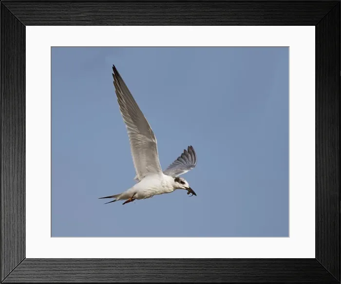Framed Print : Forster's Tern (Sterna forsteri) Framed Print : Forster's Tern (Sterna forsteri)