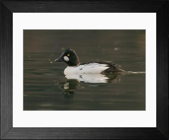 Framed Print : male Common Goldeneye (Bucephala clangula) floating on calm water Framed Print : male Common Goldeneye (Bucephala clangula) floating on calm water