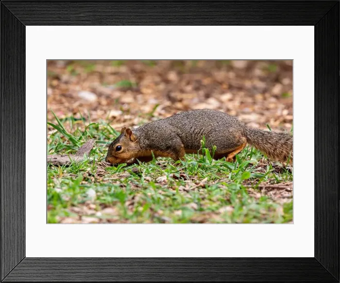 Framed Print : An Eastern Fox Squirrel forages on the ground in Northeast Indiana, USA Framed Print : An Eastern Fox Squirrel forages on the ground in Northeast Indiana, USA