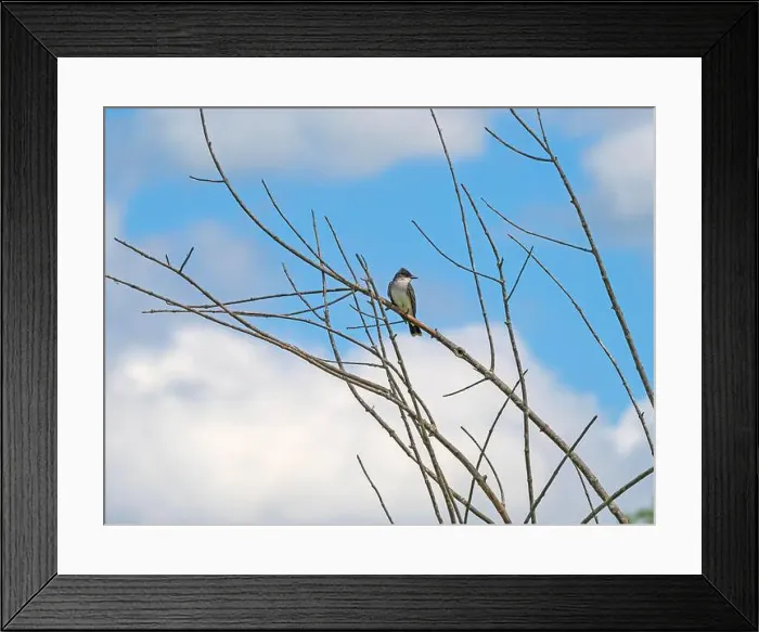 Framed Print : An Eastern Kingbird Along the Mississippi River at the Trempealau National Wildlife Refuge in Wisconsin Framed Print : An Eastern Kingbird Along the Mississippi River at the Trempealau National Wildlife Refuge in Wisconsin