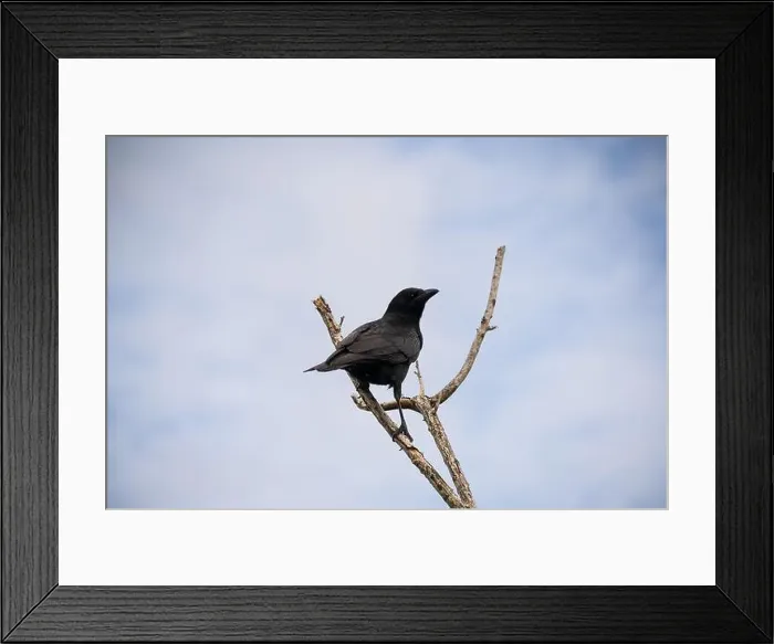 Framed Print : A Crow in a Tree, the Swamps of Everglades National Park, Florida, United States, USA Framed Print : A Crow in a Tree, the Swamps of Everglades National Park, Florida, United States, USA