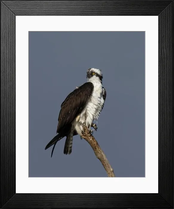 Framed Print : Osprey (Pandion haliaetus) Sacramento County California USA Framed Print : Osprey (Pandion haliaetus) Sacramento County California USA