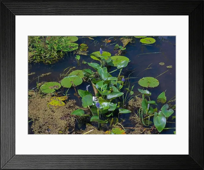 Framed Print : Water Lilies and Pickerelweed in a Wetland in a Mississippi River Bayou in Trempealeau National Wildlife Refuge Framed Print : Water Lilies and Pickerelweed in a Wetland in a Mississippi River Bayou in Trempealeau National Wildlife Refuge