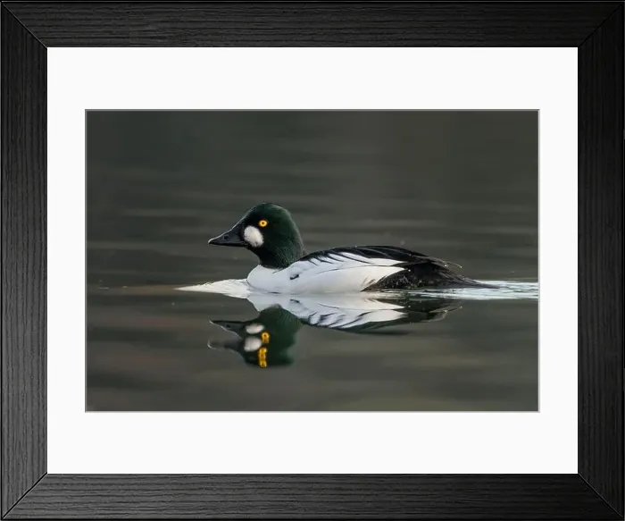 Framed Print : male Common Goldeneye (Bucephala clangula) floating on calm water Framed Print : male Common Goldeneye (Bucephala clangula) floating on calm water