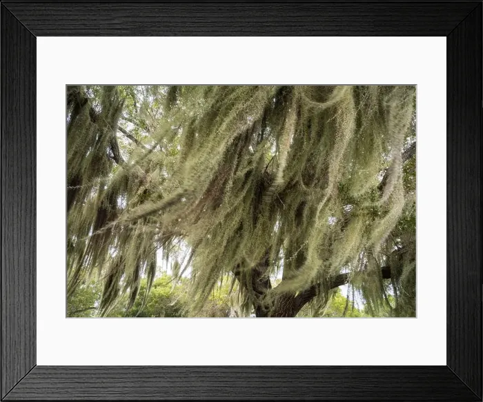 Framed Print : Some Spanish Moss Hanging from Trees in the Everglades National Park, Florida, USA Framed Print : Some Spanish Moss Hanging from Trees in the Everglades National Park, Florida, USA