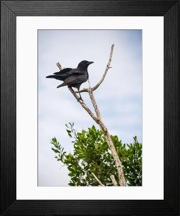 Framed Print : A Crow in a Tree, the Swamps of Everglades National Park, Florida, United States, USA Framed Print : A Crow in a Tree, the Swamps of Everglades National Park, Florida, United States, USA