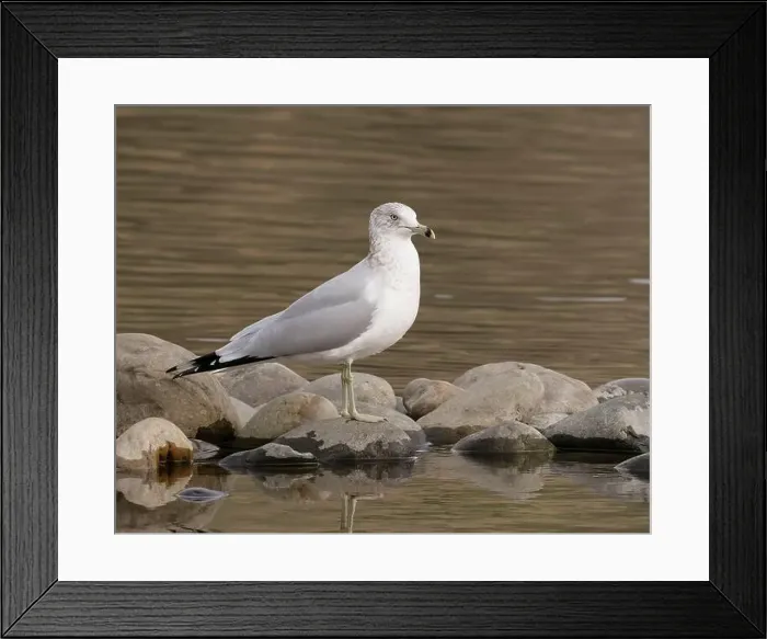 Framed Print : Ring-billed Gull (Larus delawarensis) perched on rocks in the American River at Sailor Bar County Park Framed Print : Ring-billed Gull (Larus delawarensis) perched on rocks in the American River at Sailor Bar County Park