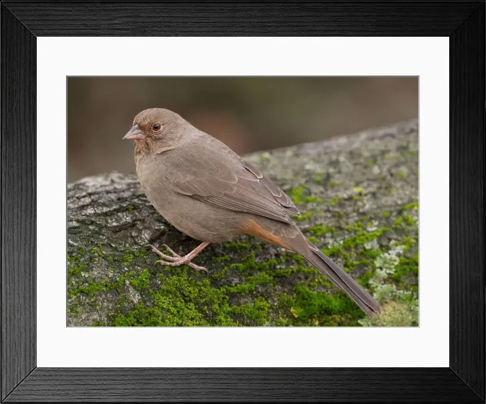 Framed Print : California Towhee (Melozone crissalis) perched on a log Sacramento County California USA Framed Print : California Towhee (Melozone crissalis) perched on a log Sacramento County California USA