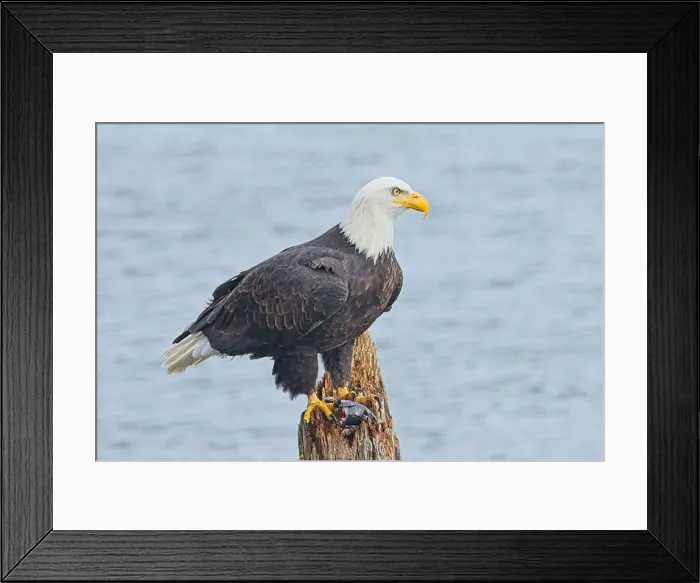 Framed Print : An american bald eagle is perched on a wood post with a fish in its talons by a lake in north Idaho Framed Print : An american bald eagle is perched on a wood post with a fish in its talons by a lake in north Idaho