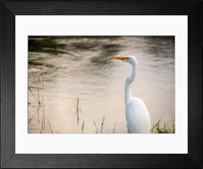 Framed Print : A White crane bird in Everglades National Park, Florida, United States Framed Print : A White crane bird in Everglades National Park, Florida, United States