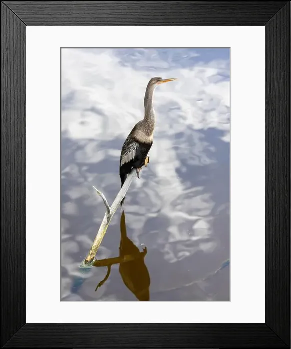 Framed Print : Anhinga, Anhinga anhinga, perched on a branch over water in South Carolina, USA Framed Print : Anhinga, Anhinga anhinga, perched on a branch over water in South Carolina, USA