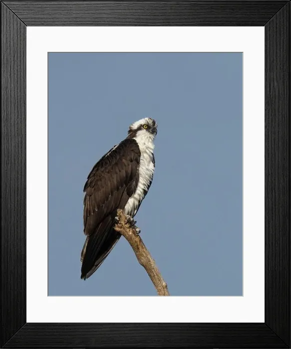 Framed Print : Osprey (Pandion haliaetus) Sacramento County California USA Framed Print : Osprey (Pandion haliaetus) Sacramento County California USA
