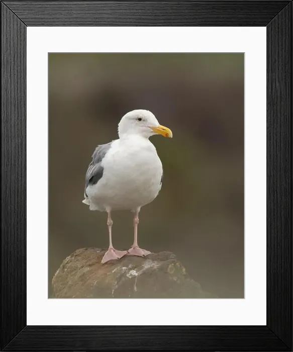 Framed Print : Western Gull (Larus occidentalis) Doran Regional Park Bodega Bay Sonoma County California USA Framed Print : Western Gull (Larus occidentalis) Doran Regional Park Bodega Bay Sonoma County California USA