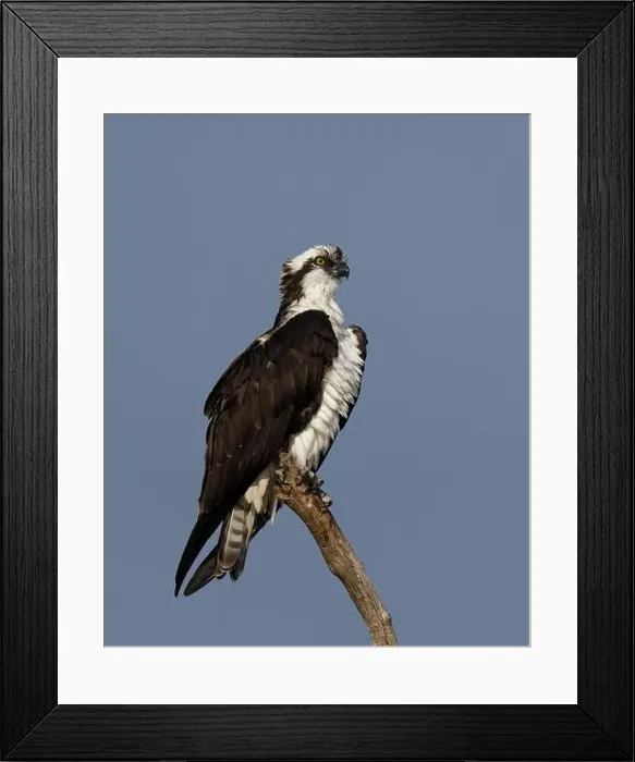 Framed Print : Osprey (Pandion haliaetus) Sacramento County California USA Framed Print : Osprey (Pandion haliaetus) Sacramento County California USA