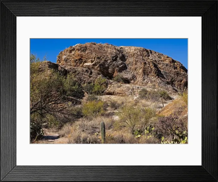 Framed Print : The majestic Saguaro cactus growing in the Sonoran Desert of Southern Arizona Framed Print : The majestic Saguaro cactus growing in the Sonoran Desert of Southern Arizona