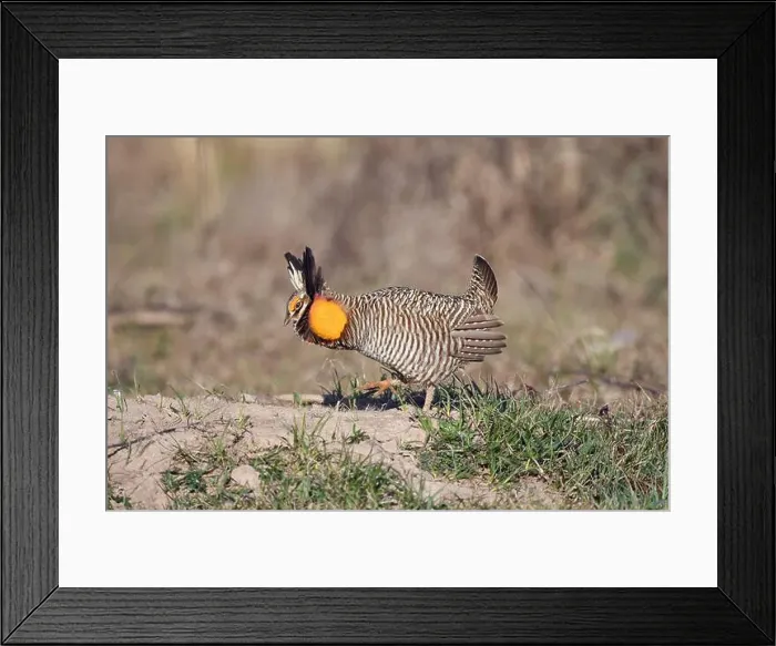Framed Print : Male Attwater's prairie-chicken (Tympanuchus cupido attwateri) Framed Print : Male Attwater's prairie-chicken (Tympanuchus cupido attwateri)