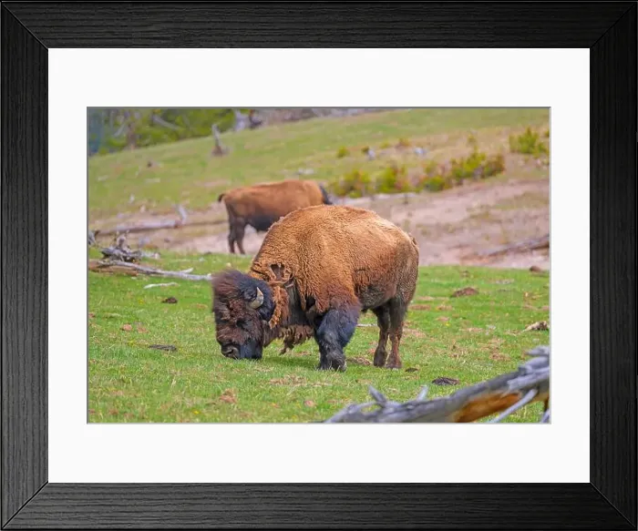 Framed Print : Bison Grazing in a Mountain Meadow in Yellowstone National Park in Wyoming Framed Print : Bison Grazing in a Mountain Meadow in Yellowstone National Park in Wyoming