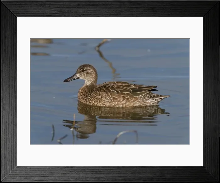 Framed Print : Blue-winged Teal (Spatula discors) Glenn County California USA Framed Print : Blue-winged Teal (Spatula discors) Glenn County California USA
