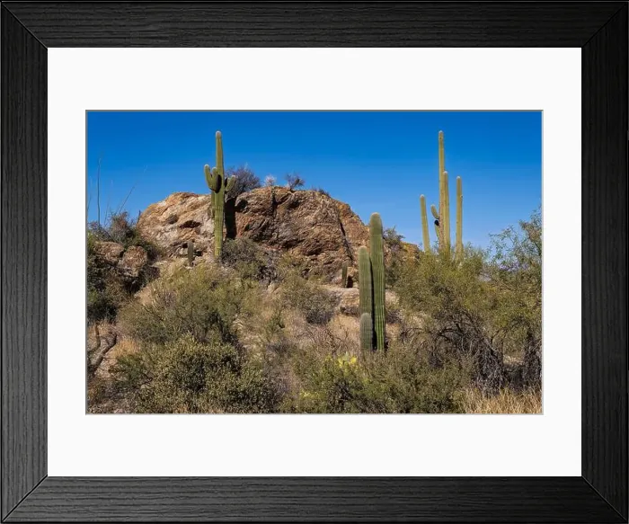 Framed Print : The majestic Saguaro cactus growing in the Sonoran Desert of Southern Arizona Framed Print : The majestic Saguaro cactus growing in the Sonoran Desert of Southern Arizona