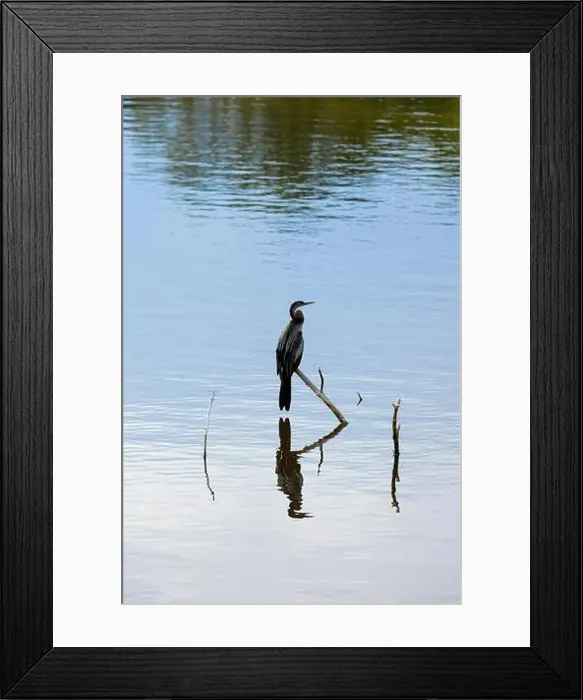 Framed Print : Anhinga, Anhinga anhinga, perched on a branch over water in South Carolina, USA Framed Print : Anhinga, Anhinga anhinga, perched on a branch over water in South Carolina, USA
