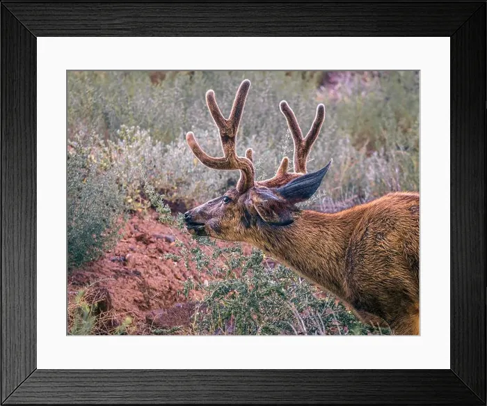 Framed Print : A close up of a Mule Deer grazing on some woody twigs Framed Print : A close up of a Mule Deer grazing on some woody twigs