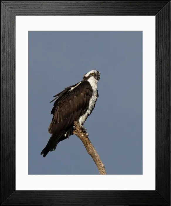 Framed Print : Osprey (Pandion haliaetus) Sacramento County California USA Framed Print : Osprey (Pandion haliaetus) Sacramento County California USA