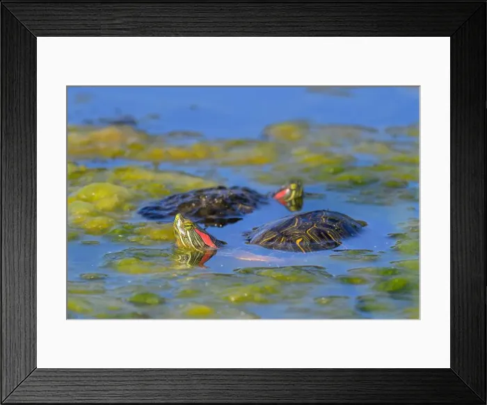 Framed Print : A rendezvous of Red-eared slider turtles (Trachemys scripta elegans) in a swampy lake, Galveston, Texas, USA Framed Print : A rendezvous of Red-eared slider turtles (Trachemys scripta elegans) in a swampy lake, Galveston, Texas, USA