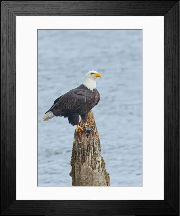 Framed Print : An american bald eagle is perched on a wood post with a fish in its talons by a lake in north Idaho Framed Print : An american bald eagle is perched on a wood post with a fish in its talons by a lake in north Idaho