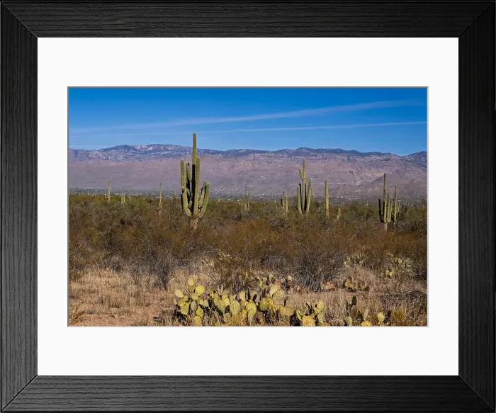 Framed Print : The majestic Saguaro cactus growing in the Sonoran Desert of Southern Arizona Framed Print : The majestic Saguaro cactus growing in the Sonoran Desert of Southern Arizona