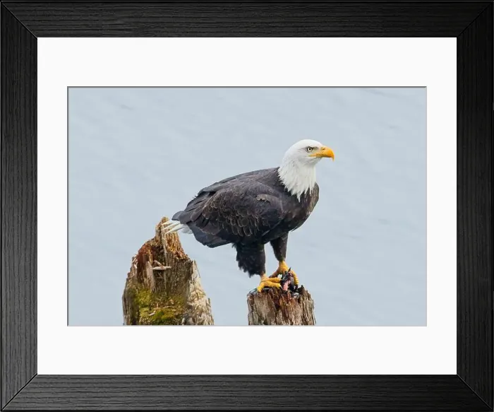 Framed Print : An american bald eagle is perched on a wood post with a fish in its talons by a lake in north Idaho Framed Print : An american bald eagle is perched on a wood post with a fish in its talons by a lake in north Idaho