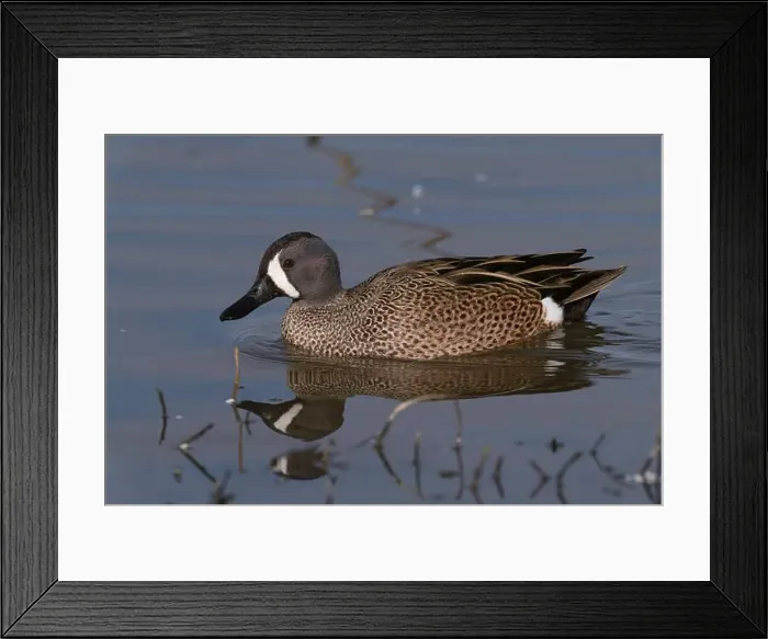 Framed Print : Blue-winged Teal (Spatula discors) Glenn County California USA Framed Print : Blue-winged Teal (Spatula discors) Glenn County California USA