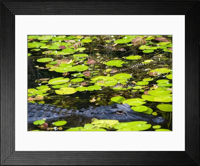Framed Print : The Everglades National Park, Florida, United States Framed Print : The Everglades National Park, Florida, United States
