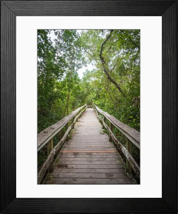 Framed Print : A Boardwalk at Everglades National Park, Florida, United States Framed Print : A Boardwalk at Everglades National Park, Florida, United States