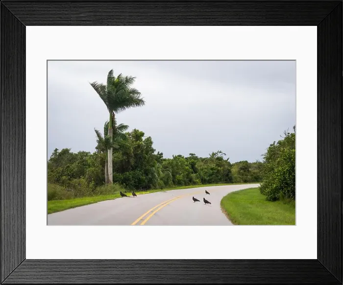 Framed Print : The Everglades National Park, Florida, United States Framed Print : The Everglades National Park, Florida, United States