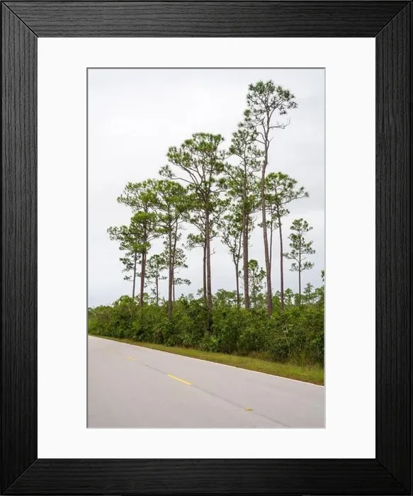 Framed Print : The Everglades National Park, Florida, United States Framed Print : The Everglades National Park, Florida, United States