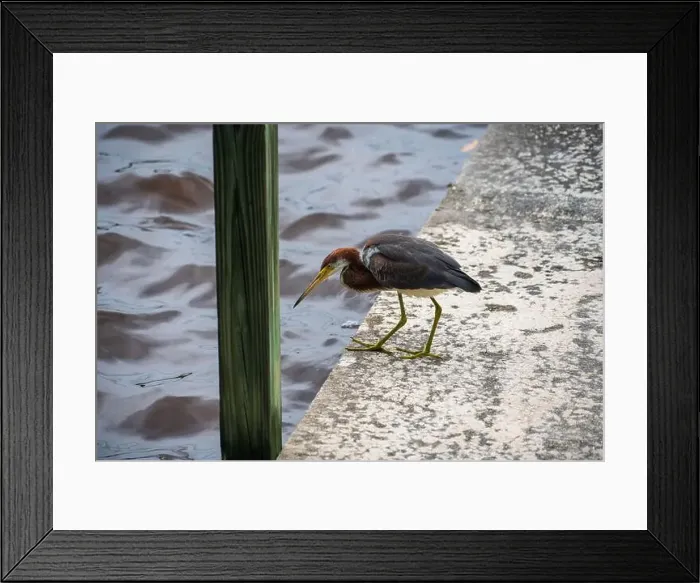 Framed Print : The Everglades National Park, Florida, United States Framed Print : The Everglades National Park, Florida, United States